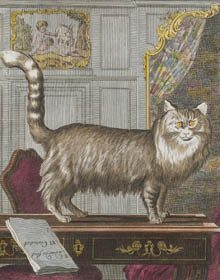 An Angora cat, print from Buffon, Histoire Naturelle.