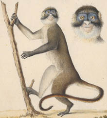 Monkey from the family vervet or macaco (Cercopithecidea), Watercolour by Theodoor Gerard van Lidth de Jeude [1788-1863]. 