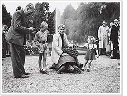 Olympic champion Fanny Blankers-Koen on the back of a turtle, 1948