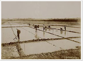 People working in a ricefield, Kurkdjian, 1915-1920