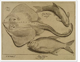 Two fishes and a ray, Nicolaas de Bruyn, 16th century