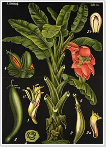 Uit de serie 'Ausl䮤ische Kulturpflanzen in farbigen Wandtafeln': Musa sapientum. Vervaardigd door H. Zippel en C. Bollmann.